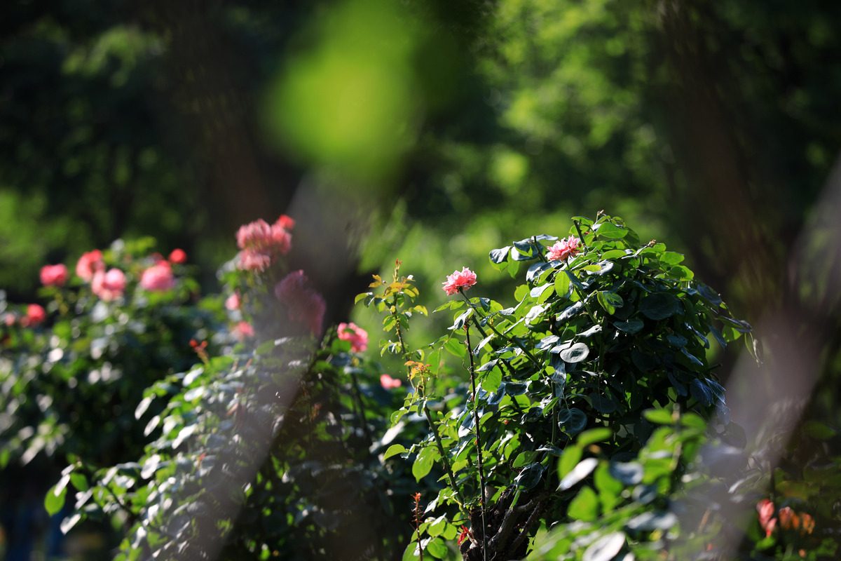 春日即兴：婉约清丽，芳名永载