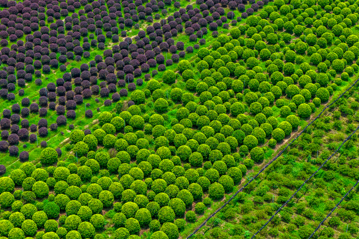 林业碳汇项目类型及案例：保护、管理、减排、抵消
