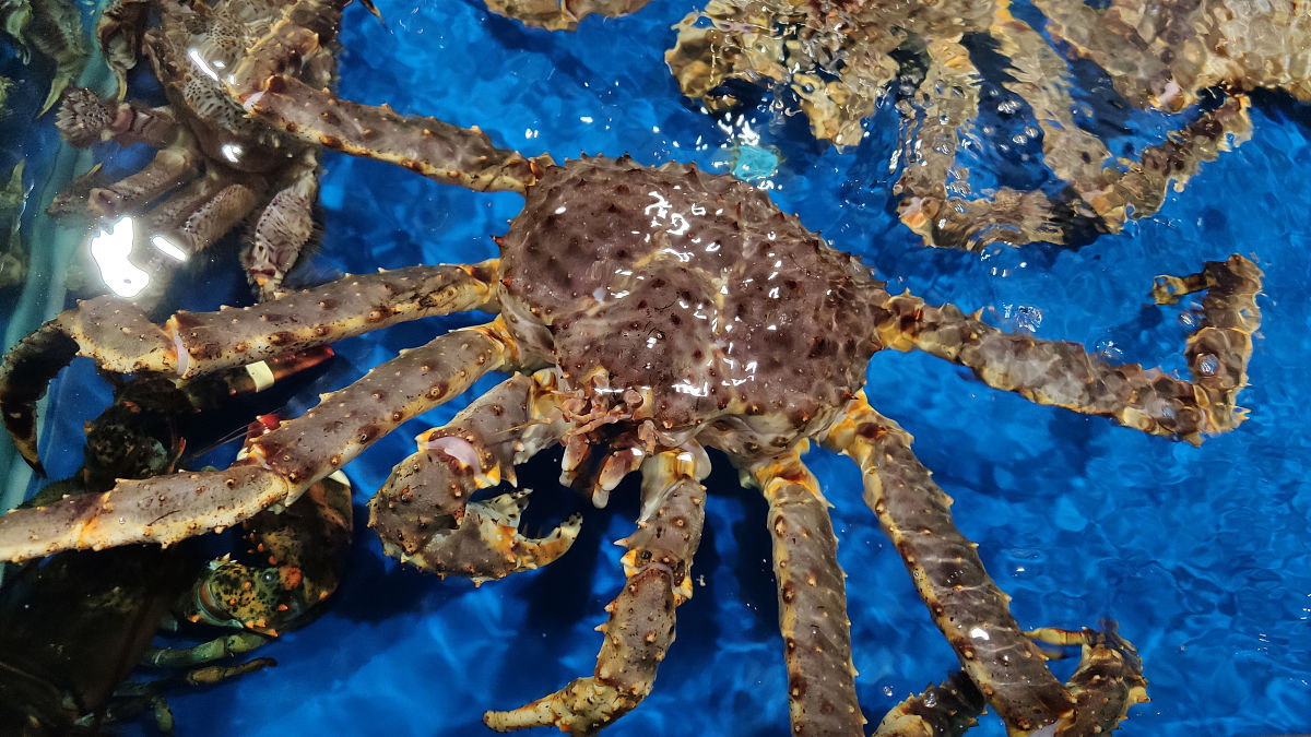 帝王蟹：盘点你不知道的海洋巨无霸