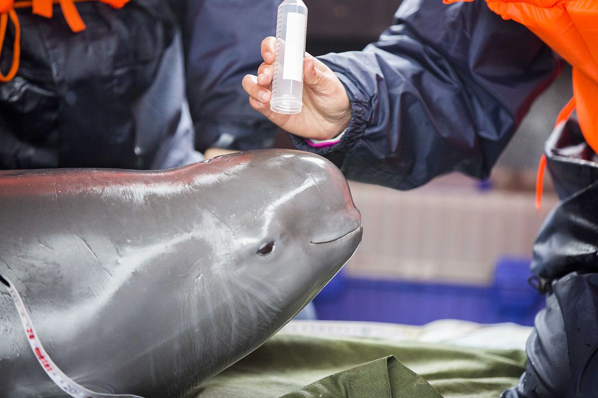 策划一个专题展方案论文介绍江豚的生活史、保护措施及现状等并就如何保护长江珍稀野生动植物进行拓展思考。展览题目自拟内容要求2000-2500字左右应包含设计基本原则及创意、展示主题、展陈线路或展区、展陈具体内容及方式等