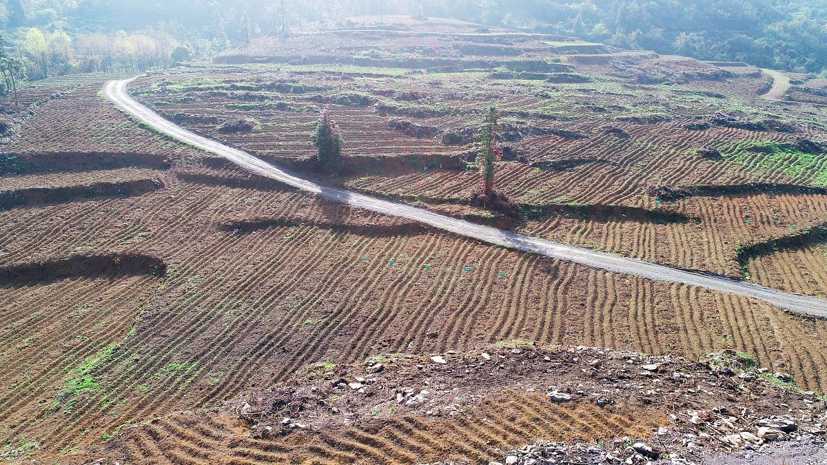 延安市宝塔区春季农田鼠害防治问题及对策