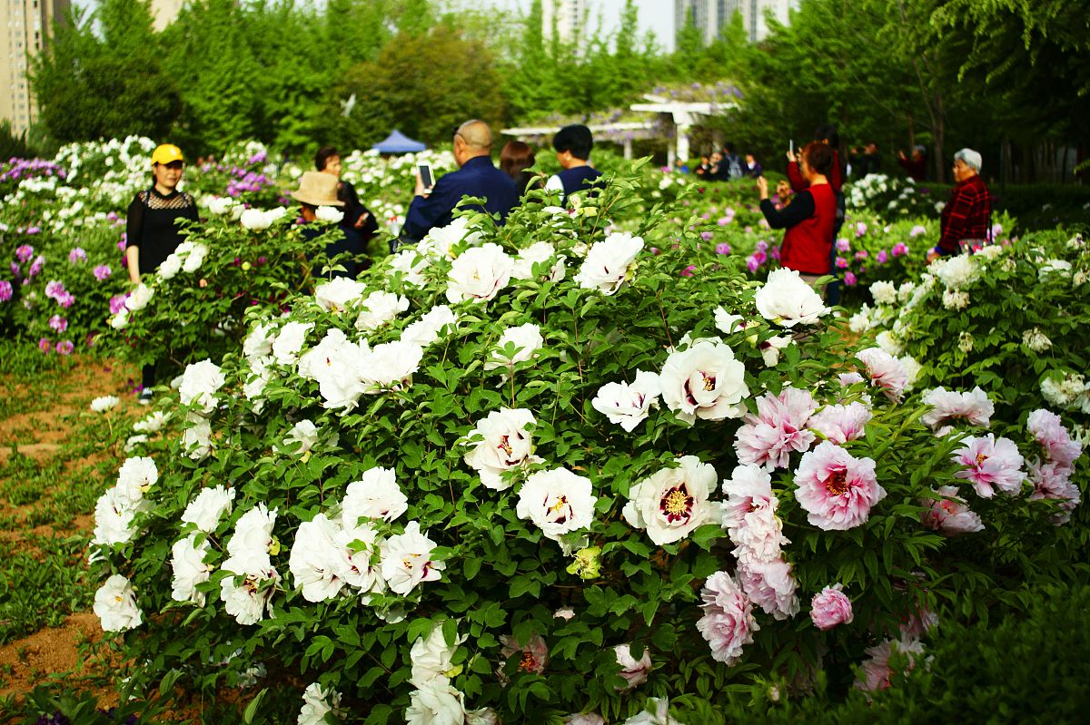 洛阳哪里看牡丹最好