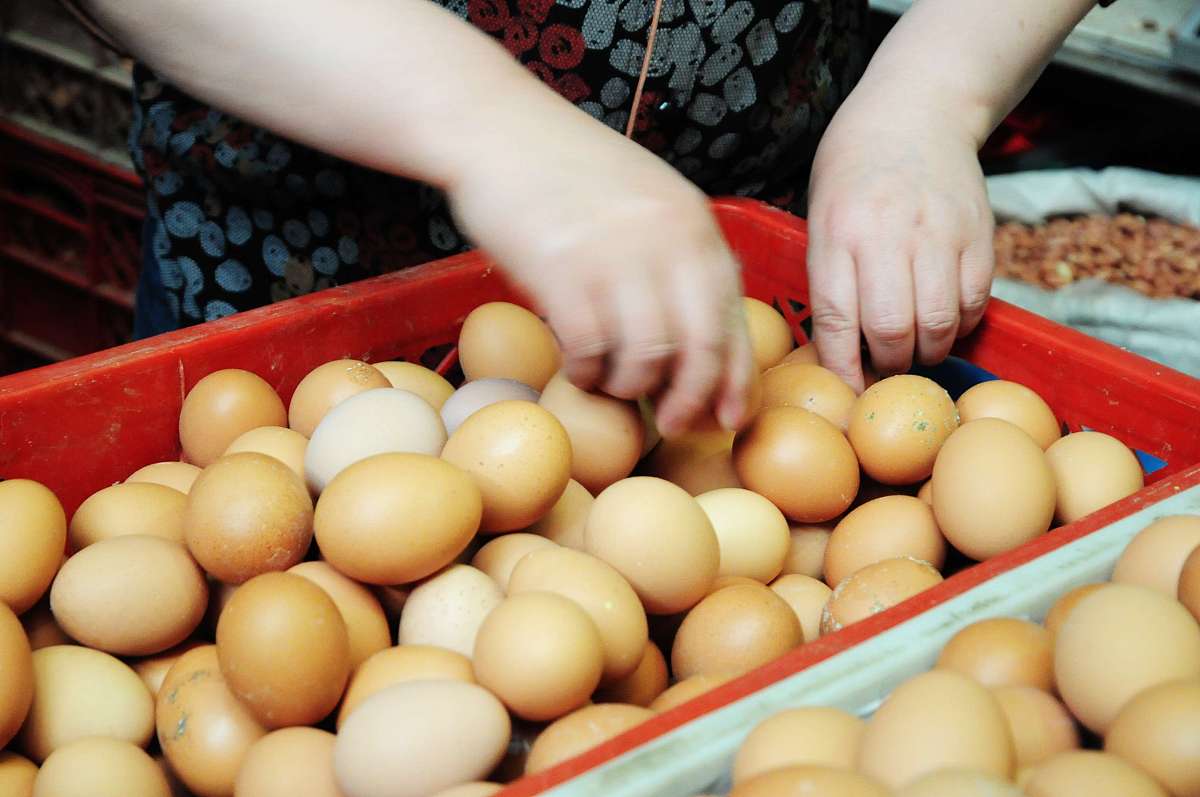 养殖业如何解决鸡蛋壳质量差和破损蛋的问题？