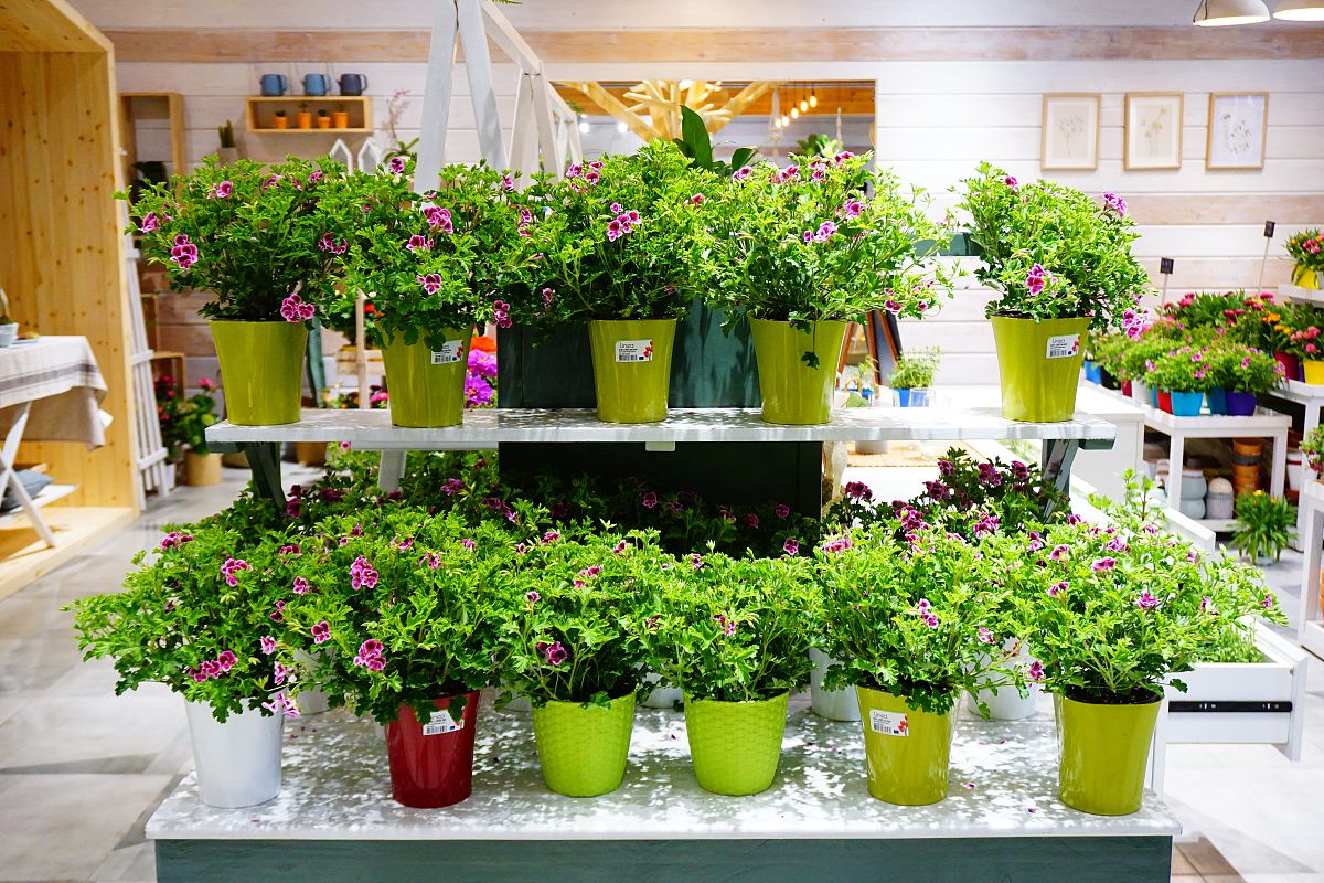 《HORTICULTURAL SCIENCE》期刊投稿指南：深度解析投稿优势