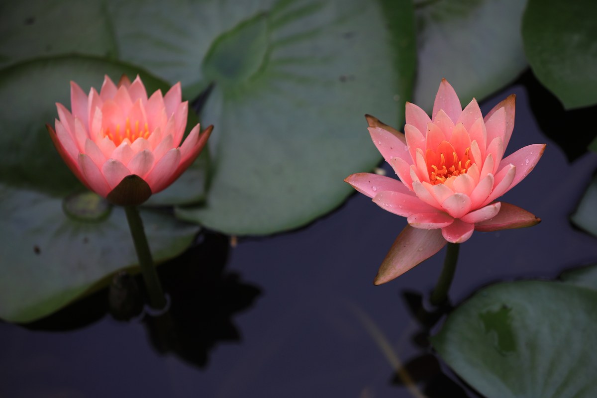 睡莲如何养护才能开花？新手养莲指南