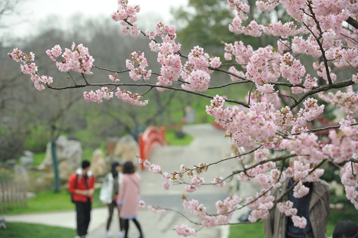 人间四月芳菲尽，山寺桃花始盛开：探寻桃花背后的文化意义