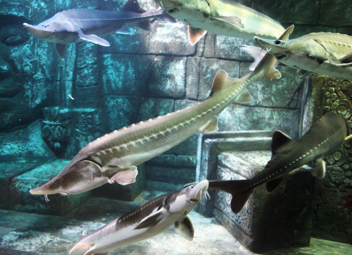 虎鲟和螃蟹：形态特征、分布及价值