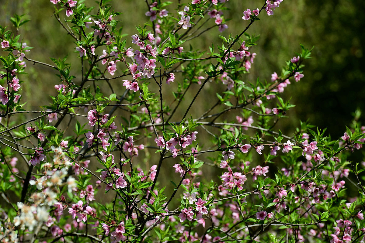 三月十九号后五十三天是多少号
