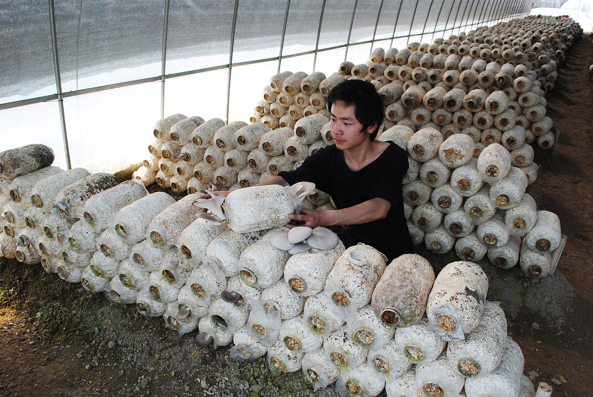 帮我写论文题目是《贵港市鸡腿菇的栽培技术方案》