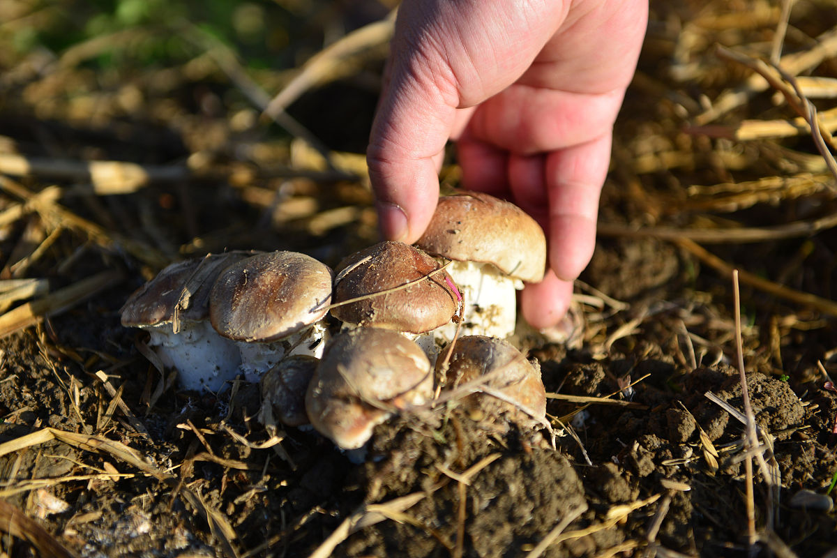 松茸采摘时间：几月到几月？ - 详细介绍