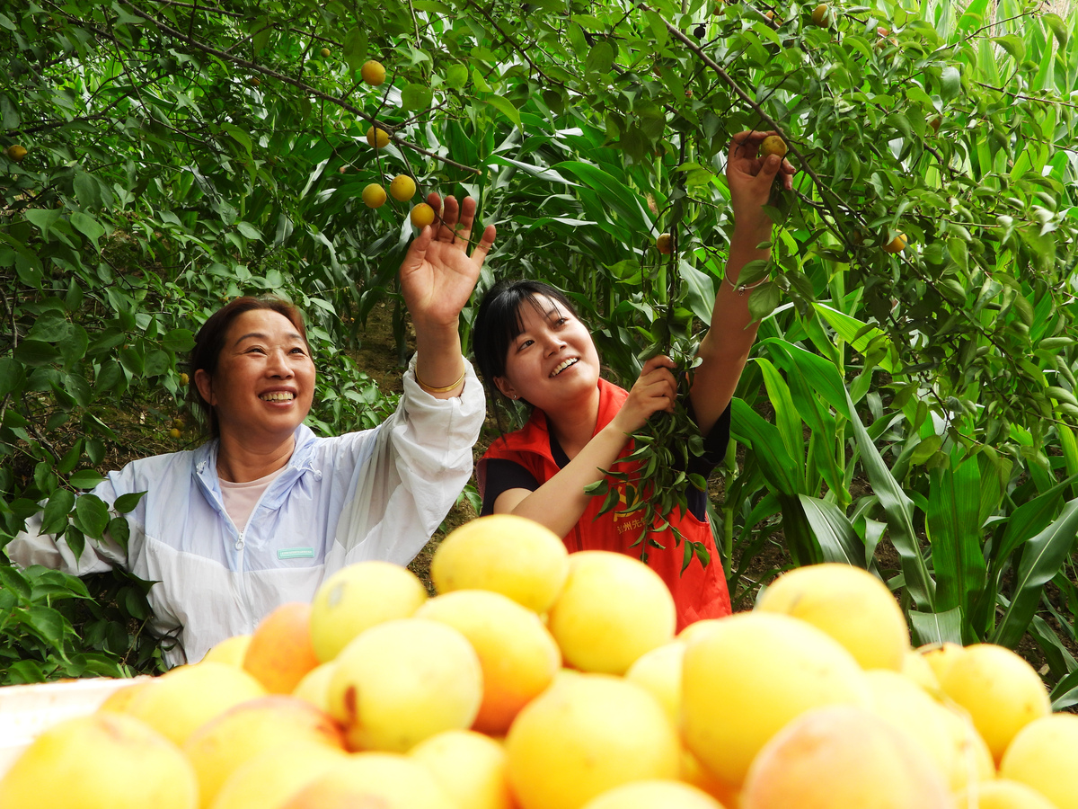 金果兴农团队展示枇杷次果加工设备，助力乡村振兴