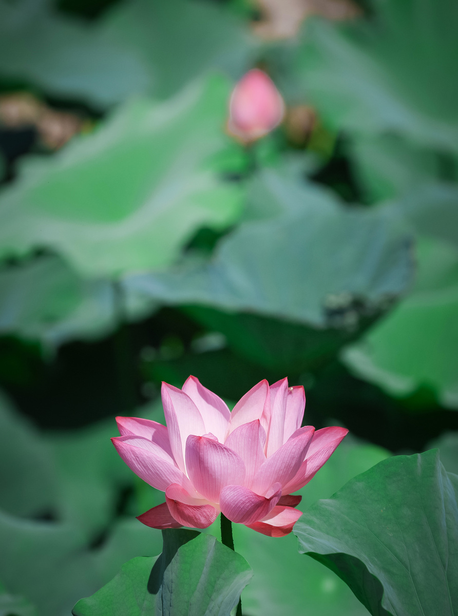 荷花只长叶子不开花怎么办怎么促开花