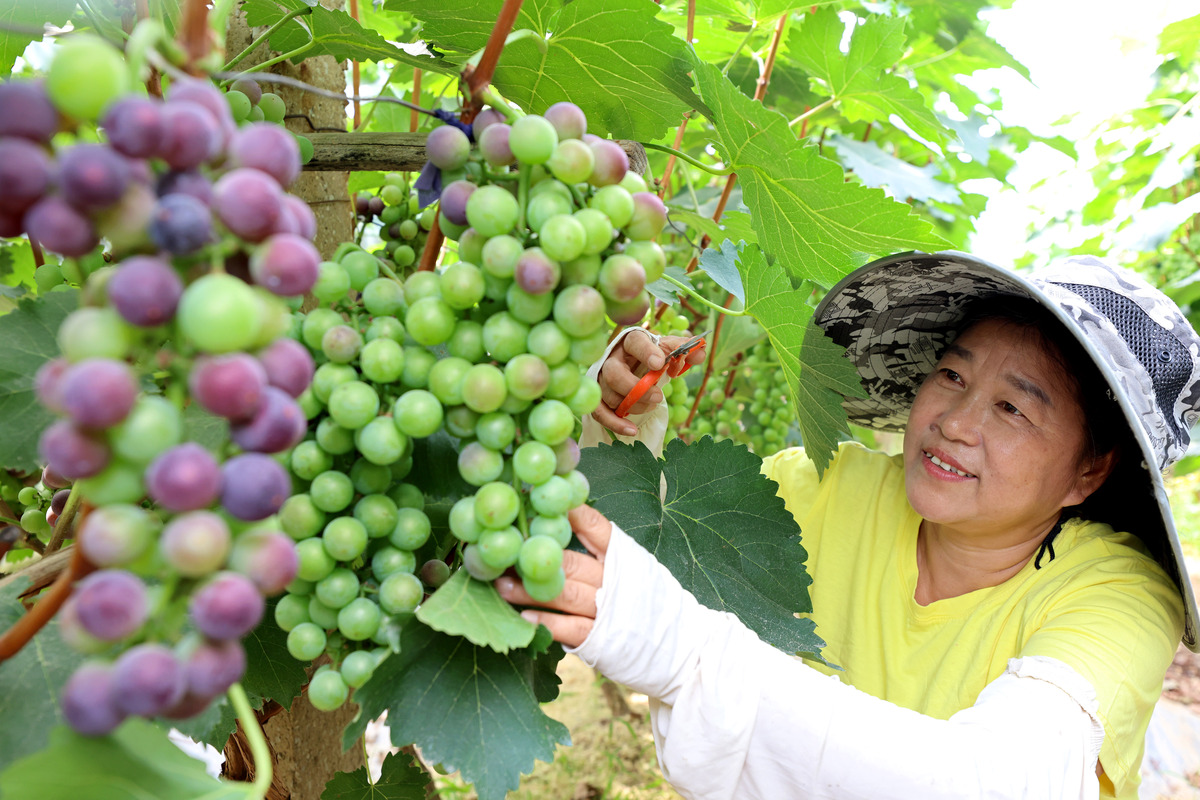 葡萄的保存周期