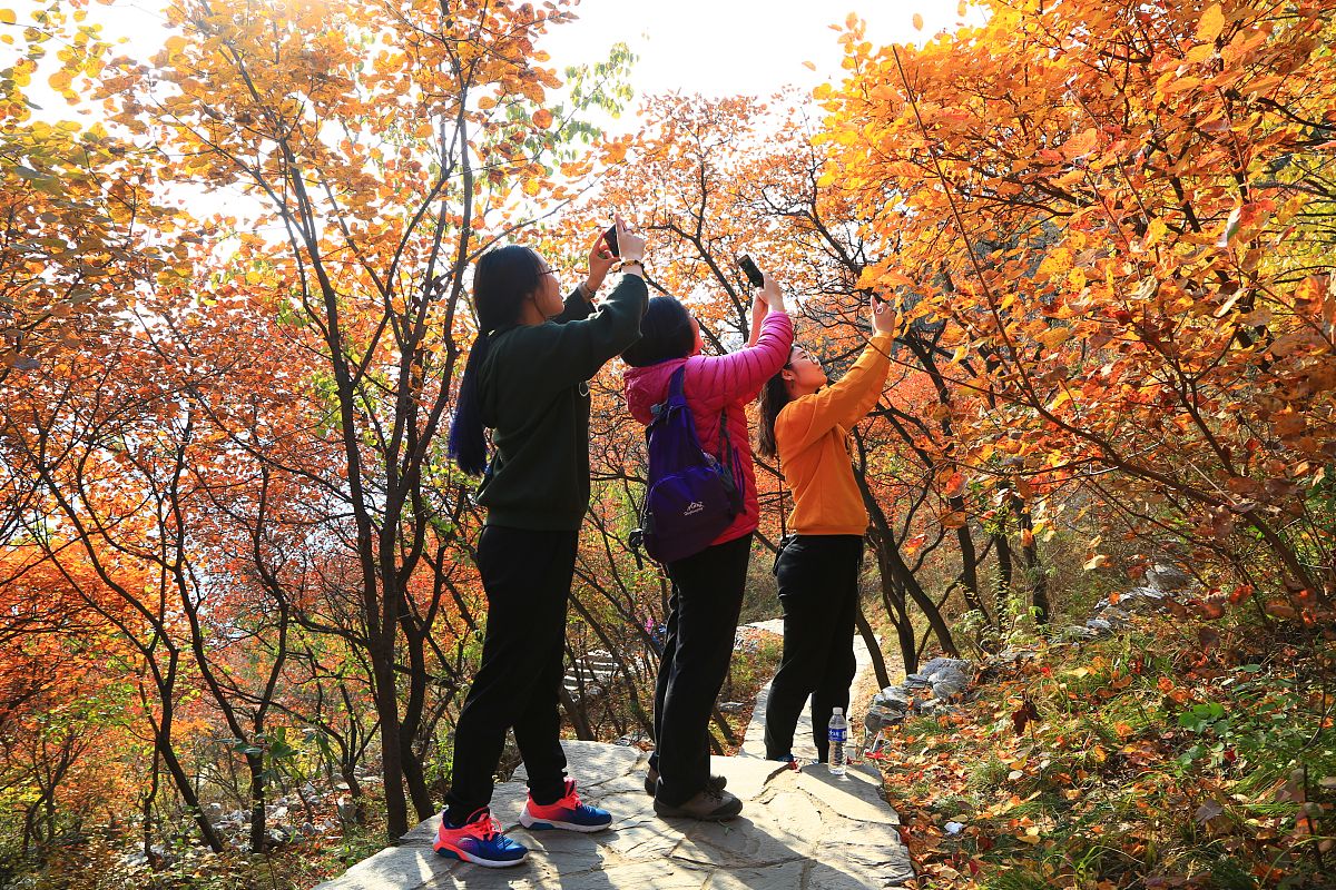 2017年11月01日,北京,深秋时节房山坡峰岭红叶好看正当时.景区漫山红