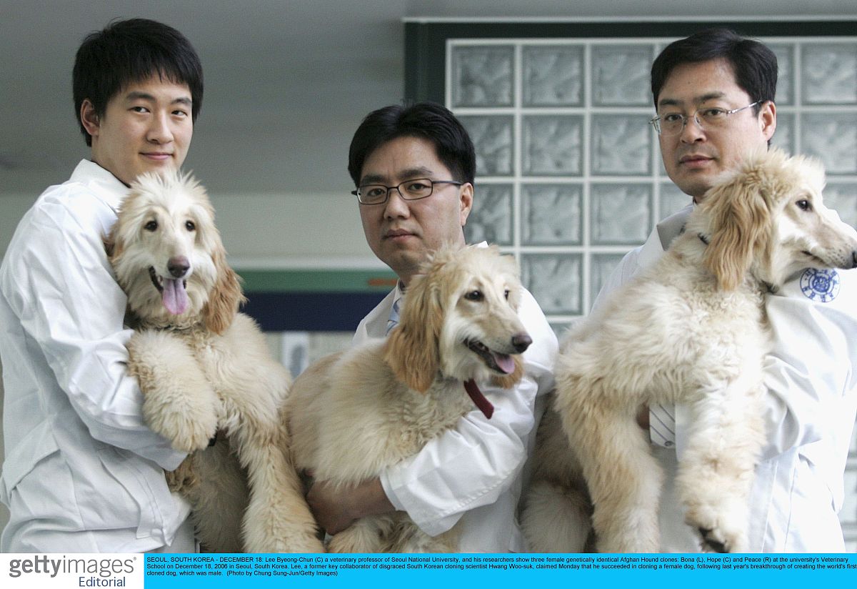 出三条阿富汗猎犬,与黄禹锡培育的<strong>世界</strong>首条克隆狗"斯纳皮"品种相同