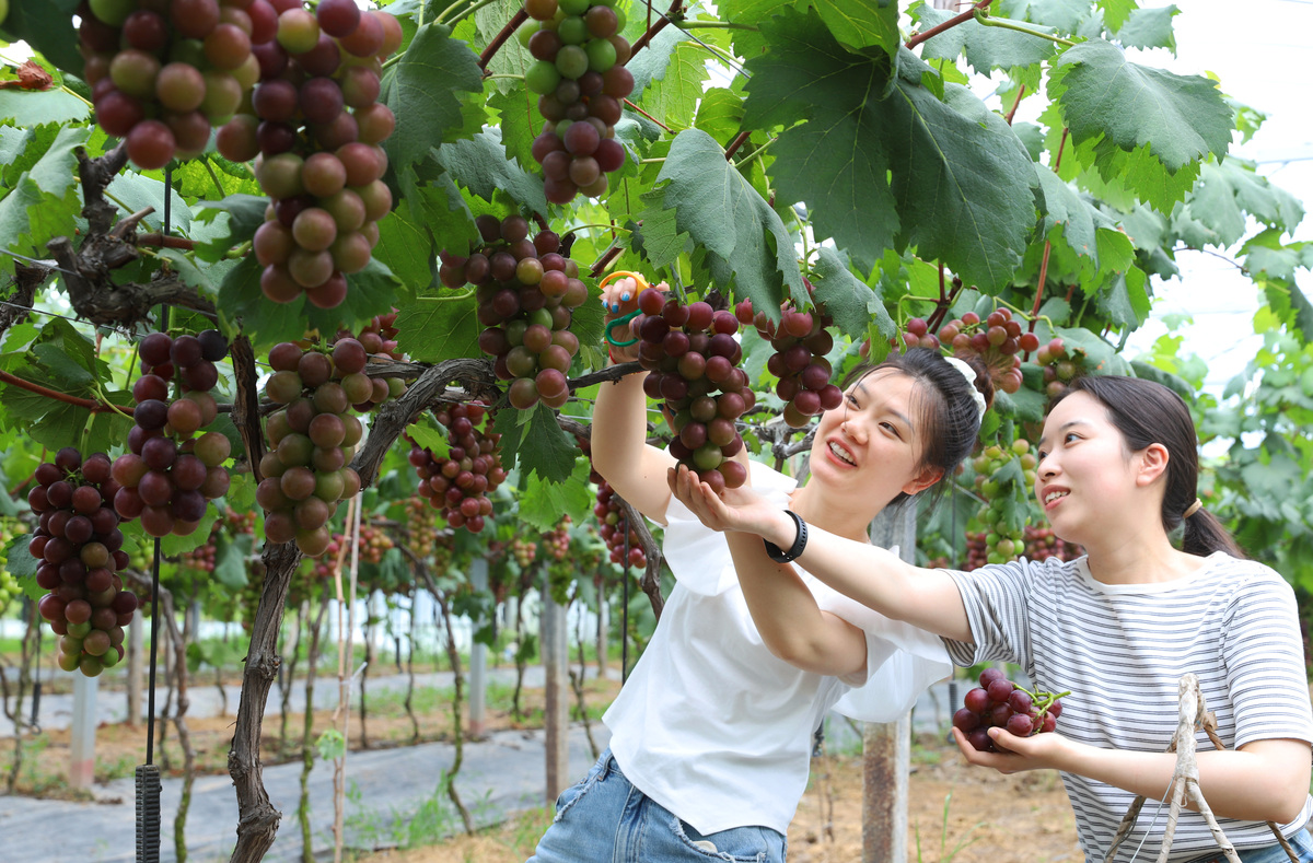 新型葡萄产业助力乡村振兴：价值与机遇