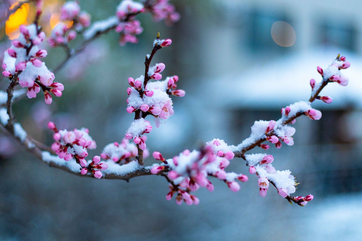 2020年4月21日,吉林长春,飘起了雪花,路边娇嫩的桃花被大雪覆盖,给人
