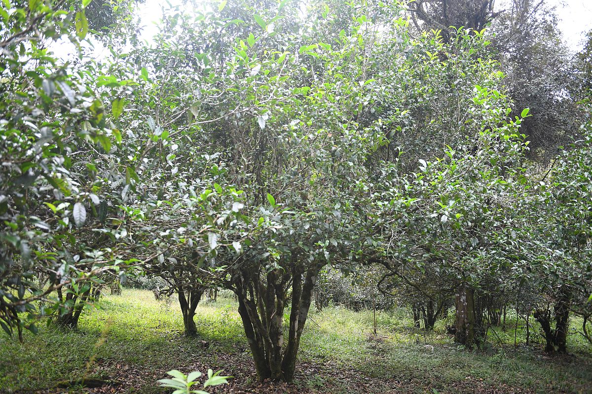 C++ 树类实现：定义树龄、生长和显示年龄