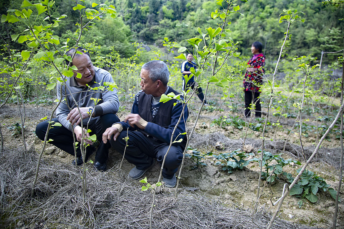 核桃种植人才培养方案：专业知识、实践培训、交流与创新
