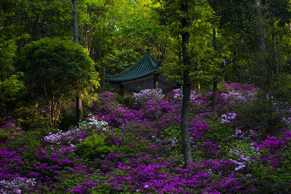 2021年3月26日,桂林,广西植物研究所内姹紫嫣红,阳光下的杜鹃花煞是好