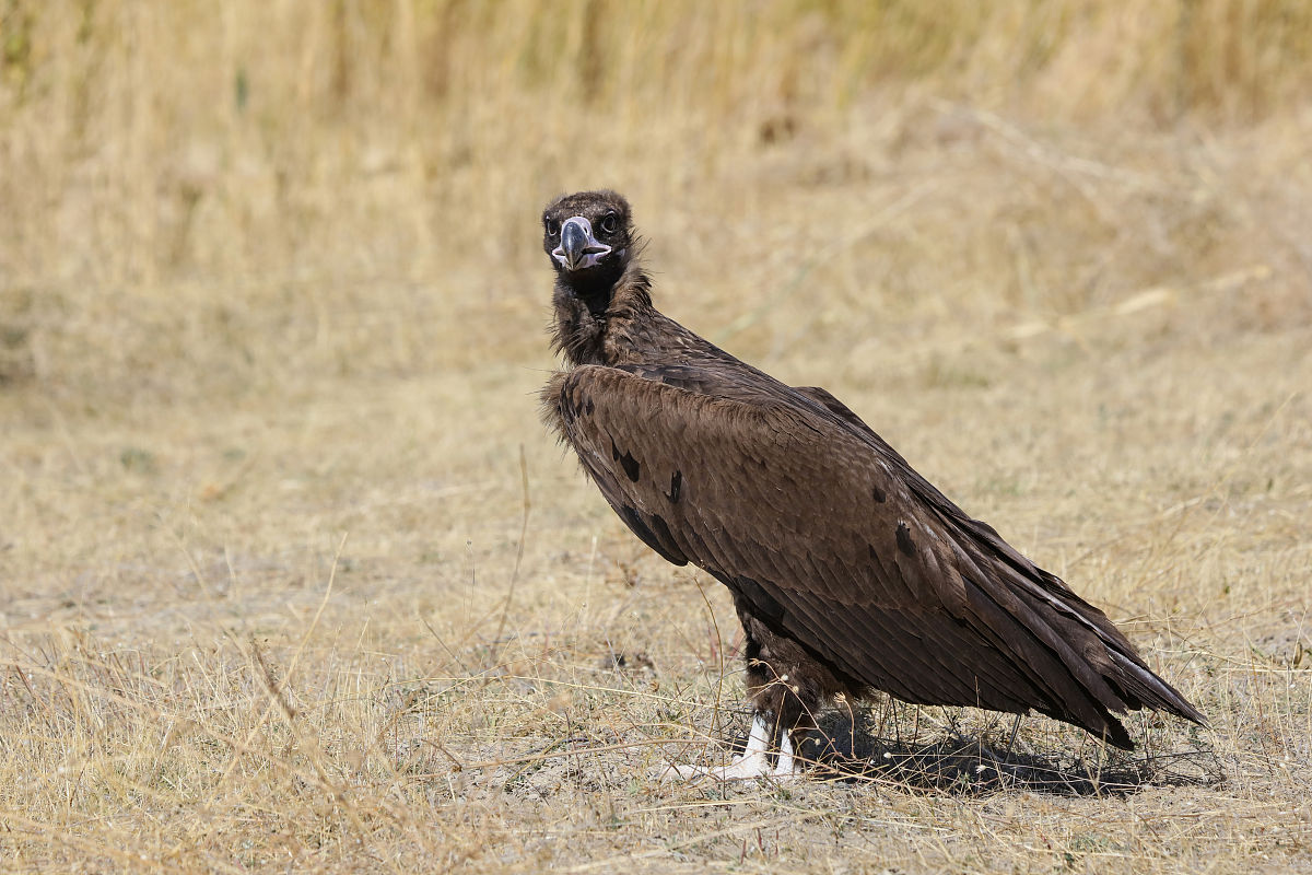 JOURNAL OF APPLIED ANIMAL RESEARCH: 动物科学应用研究的领先期刊