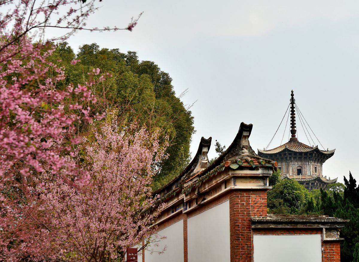 2021年1月28日,福建泉州开元寺东西塔下迎花开.