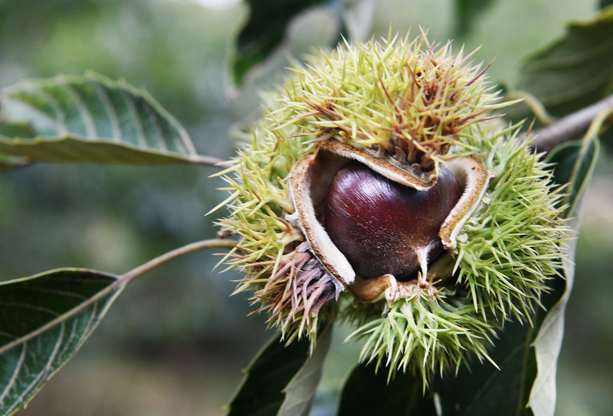 家乡的板栗：美味与回忆