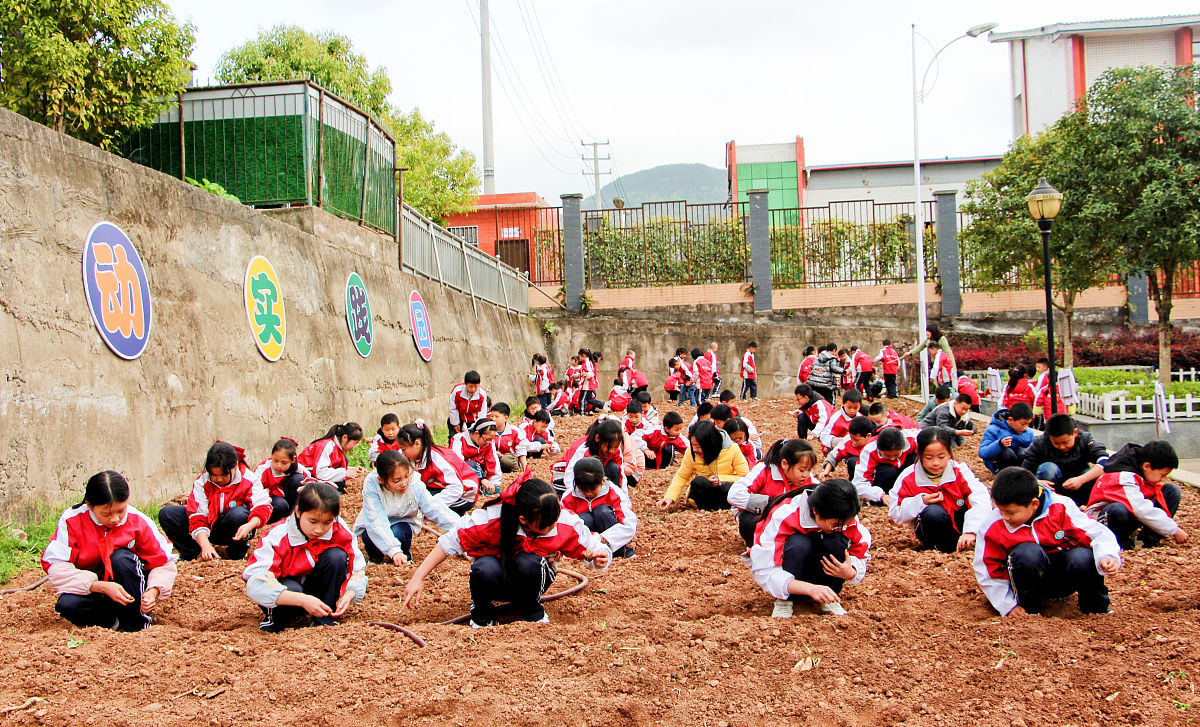 2021年3月22日,在四川省巴中市通江县第七小学,学生在实践园里种植玉