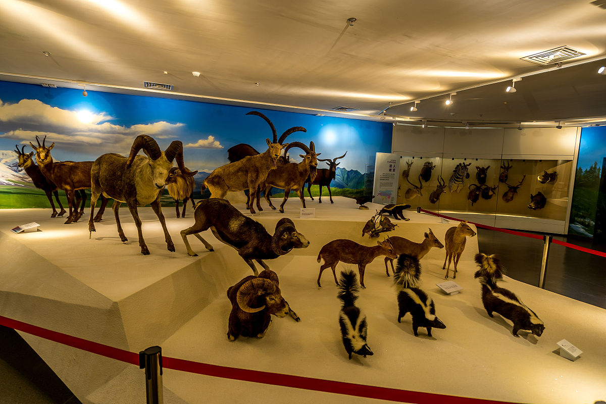 吐鲁番博物馆观后感：探寻丝路文明的瑰宝