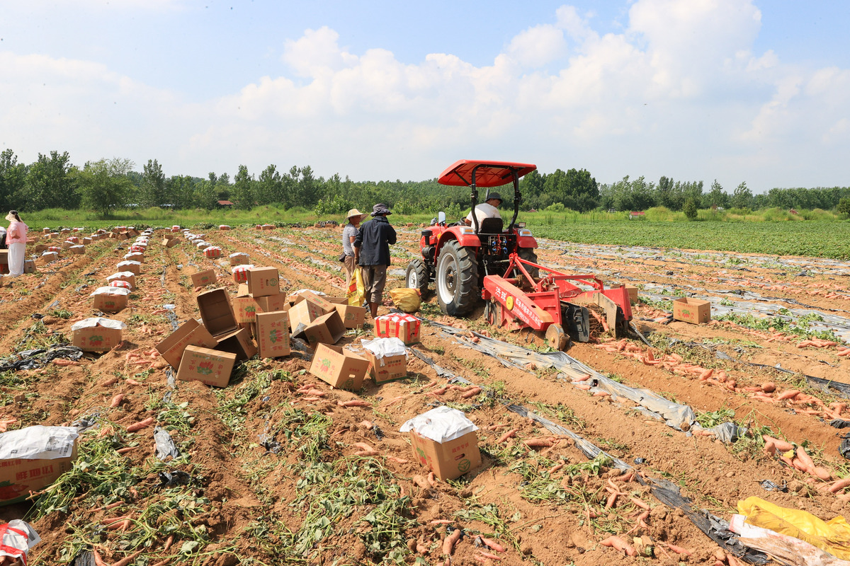 四、不准直接退贫农作物毁田造林。