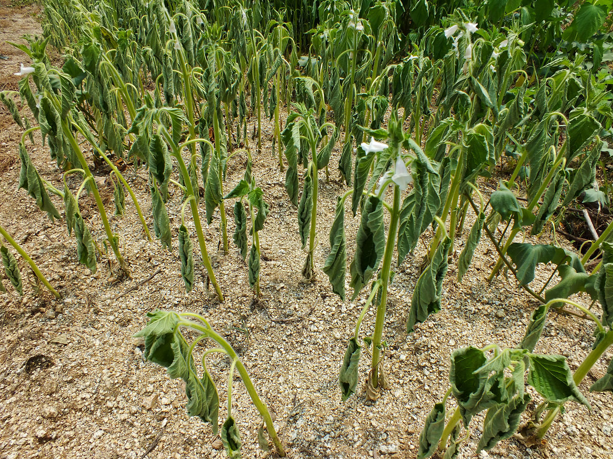 野生大豆淹水胁迫结论