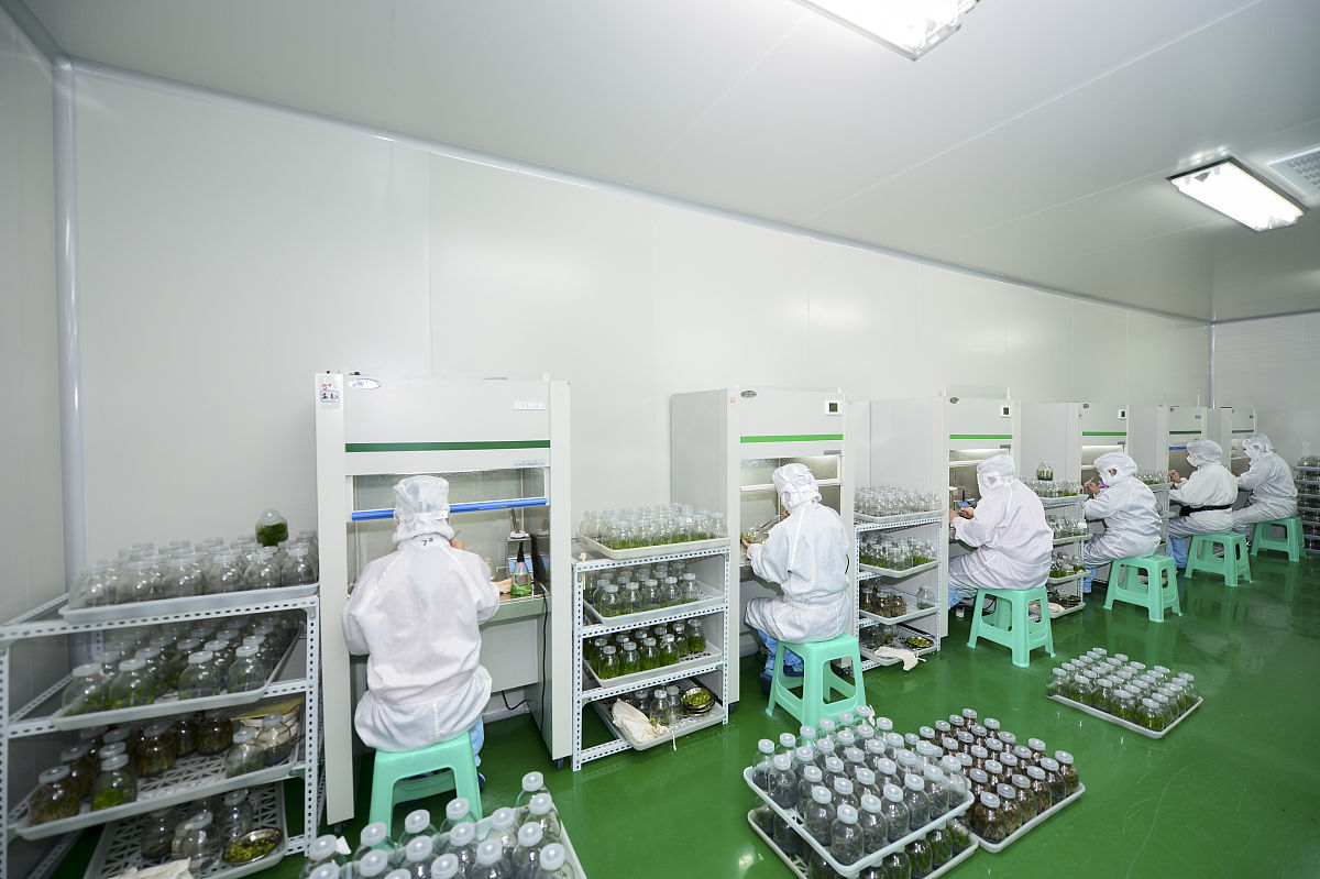 2014年12月19日,四川内江,铁皮石斛种苗培育车间.生物科技相关资料配