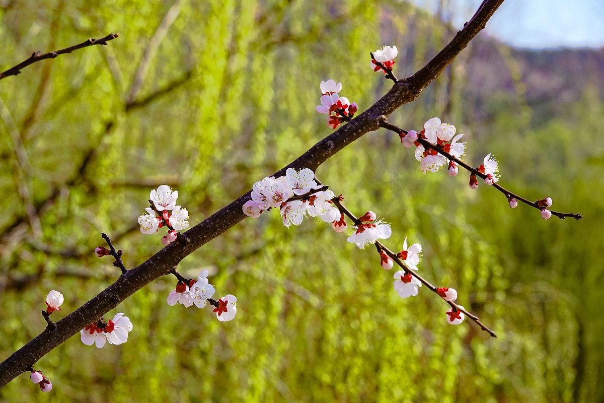 春日花开诗：满园春色惹人醉