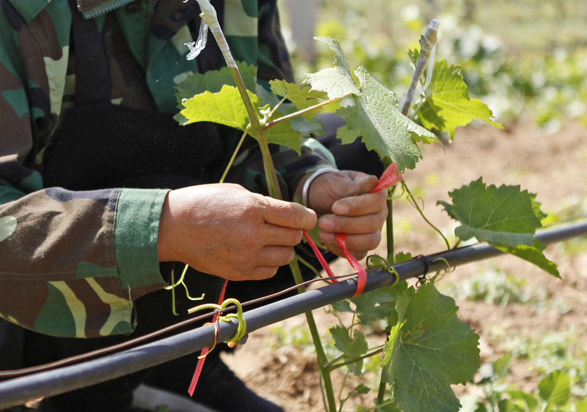 葡萄可以扦插吗 葡萄能扦插活吗