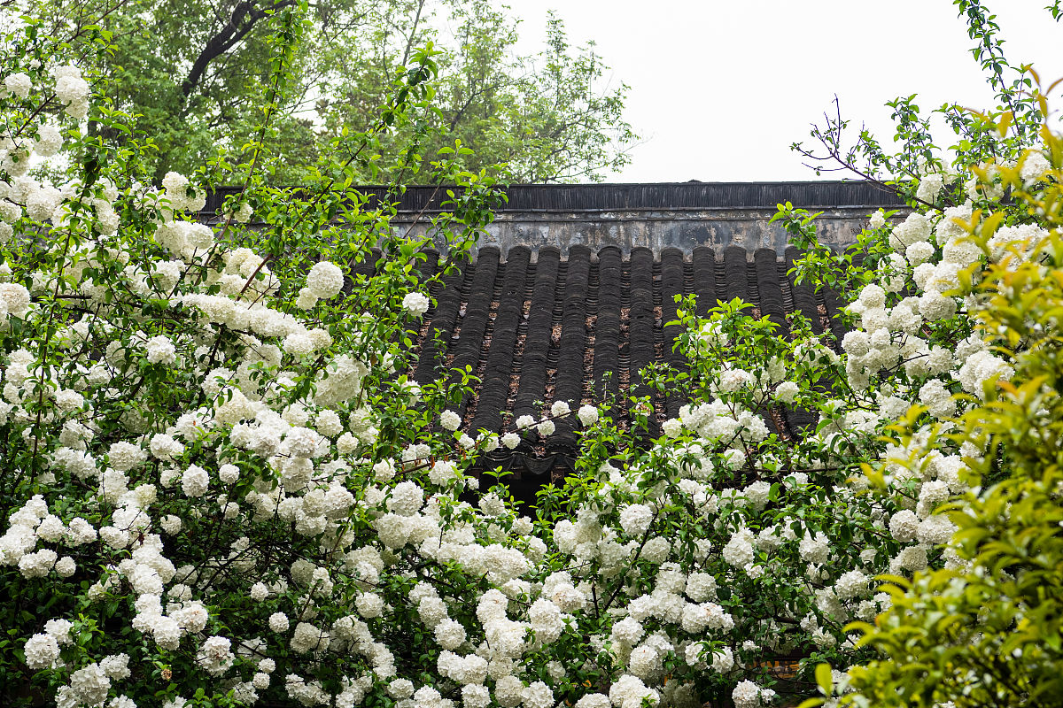 2021年4月2日,绣球花开时候,南京清凉山的崇正书院门前的两颗绣球花树
