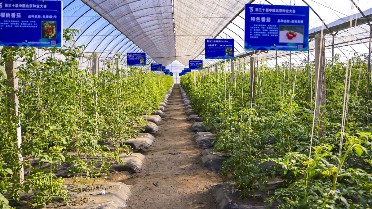 LED照明对蓝莓生长的影响：提高产量和改善品质 - 农业技术