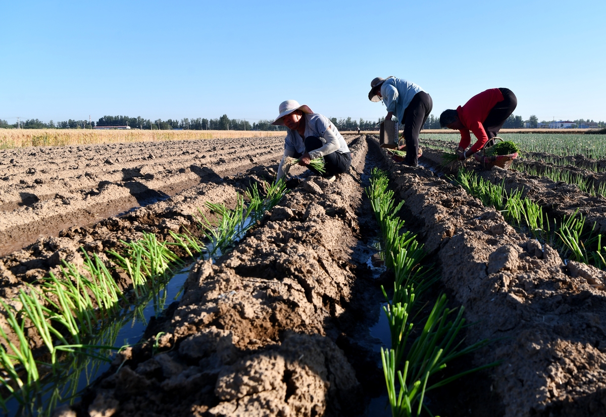 21研究区域概况延安南郊具有代表性的农业区位于黄土高原的边缘地带是一个典型的半干旱雨季农业区域。该区域总面积约为31000平方公里面积约为60其中90以上为旱地。延安南边的半干旱区退化性山地处于内陆腹地气候干燥、水资源贫乏多年平均降水量仅3825毫米最高年降水量达到6525毫米年平均降水最少只有2135毫米年平均降水变化率超过60其中7~9月降水占一年总降水的65；年蒸发量为28945毫米蒸发强度