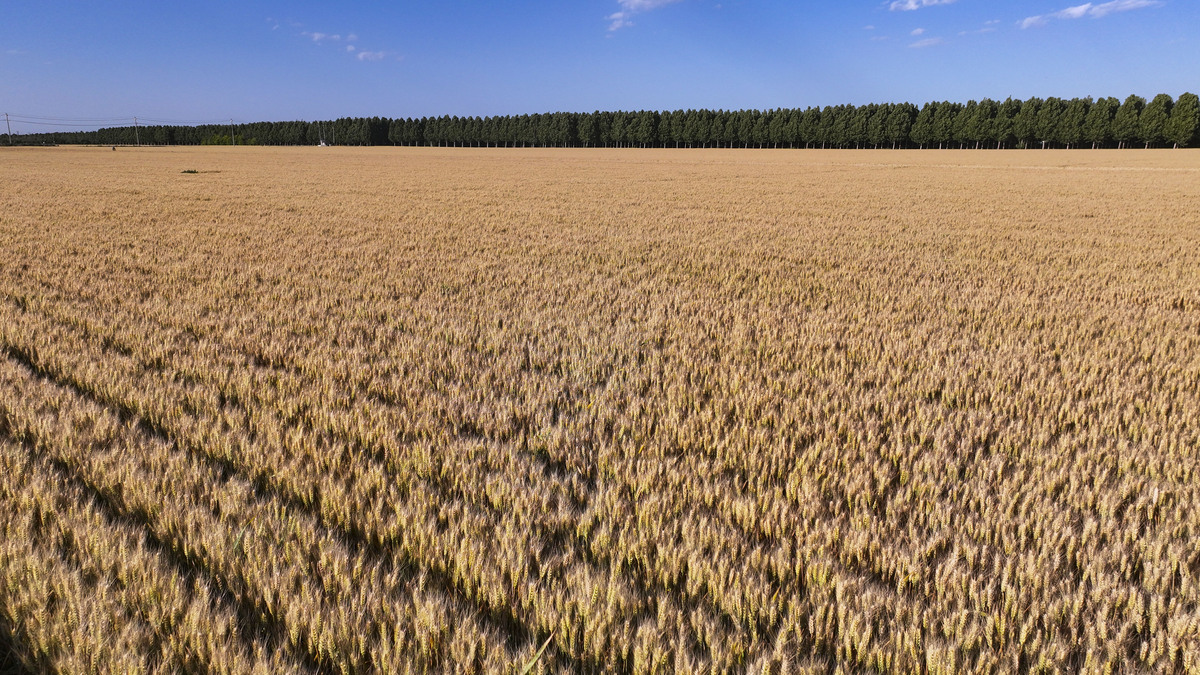 中国农业的南北差异: 北方小麦、南方水稻