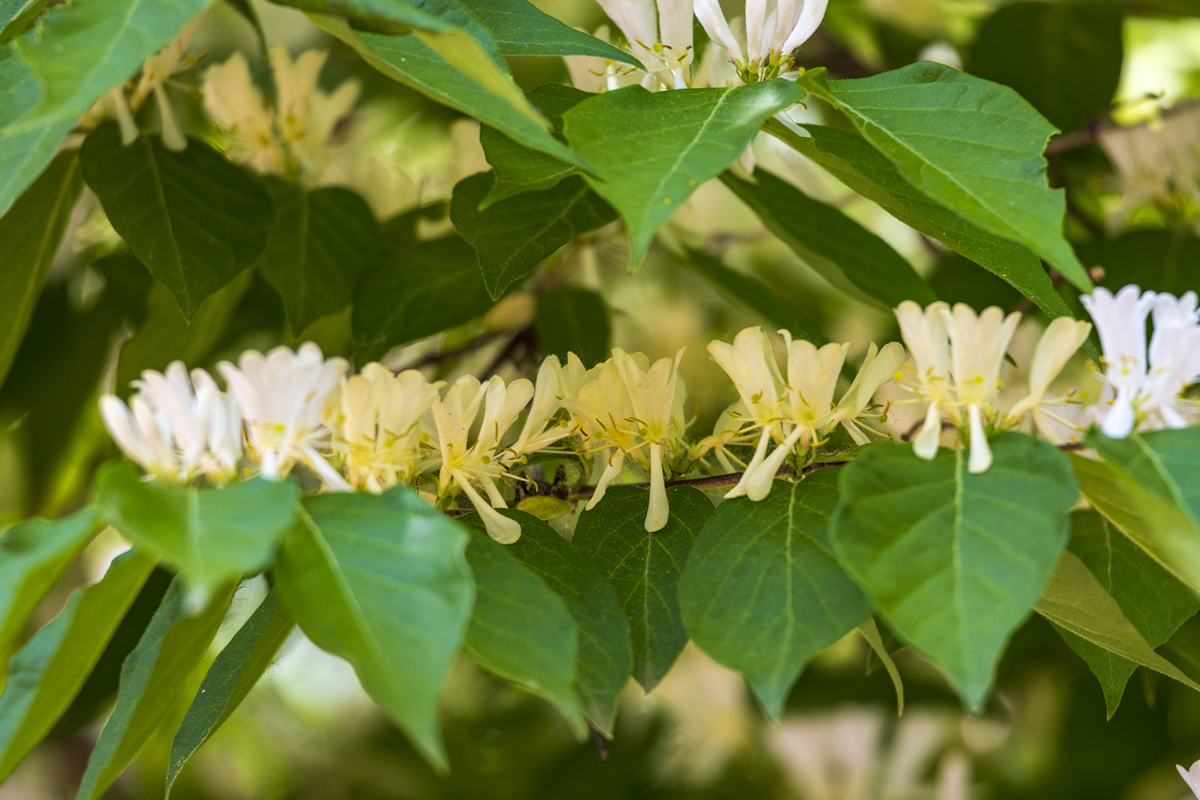 金银花的品种情况介绍一下花瓣花型最好的是哪个品种花期最长的品种是哪个