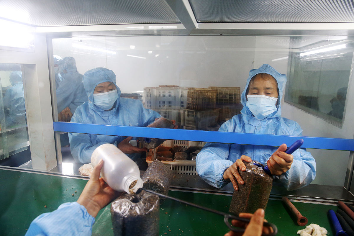 无菌净化食用菌接种车间：高效、安全、定制化生产