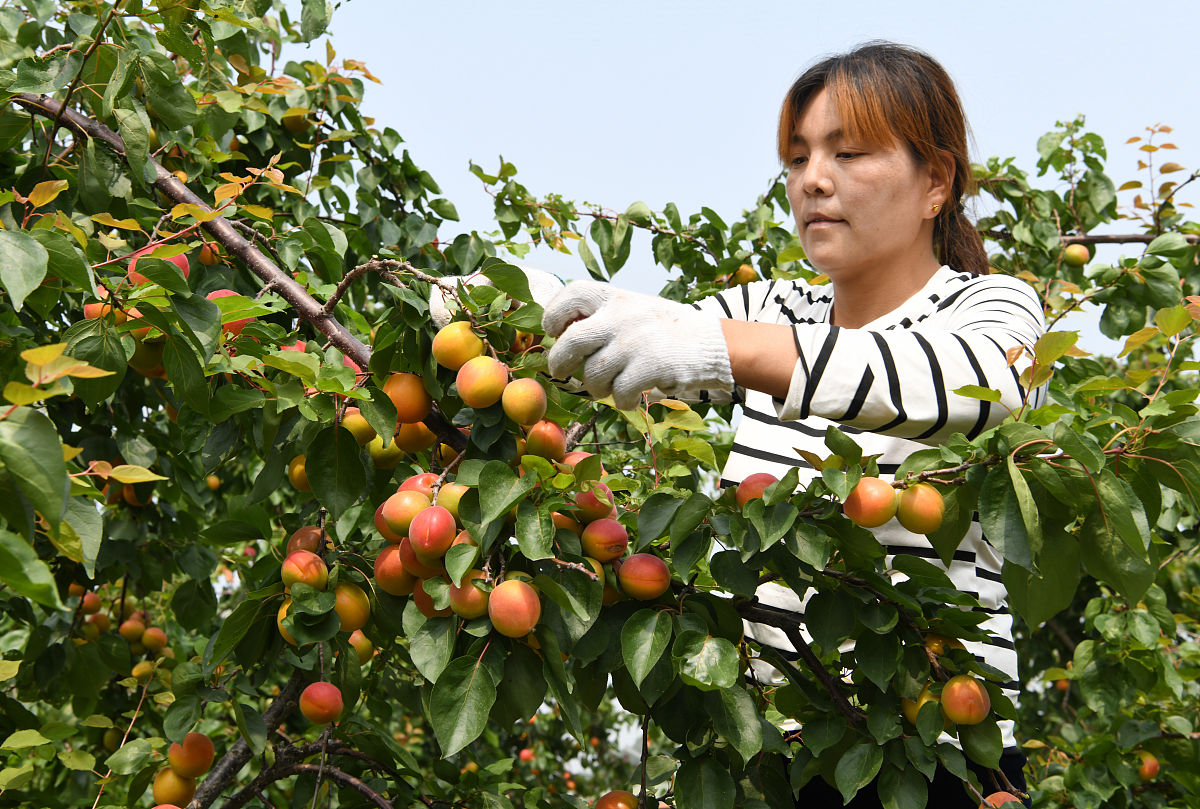 宁夏红梅杏产业现状：种植面积扩大、产量稳定增长、市场前景广阔