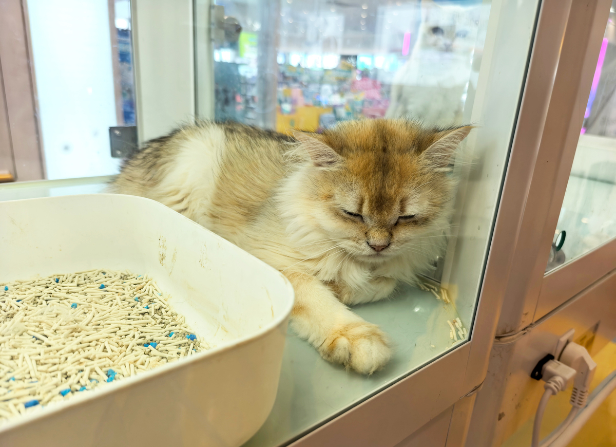 我养的猫不见了怎么办？