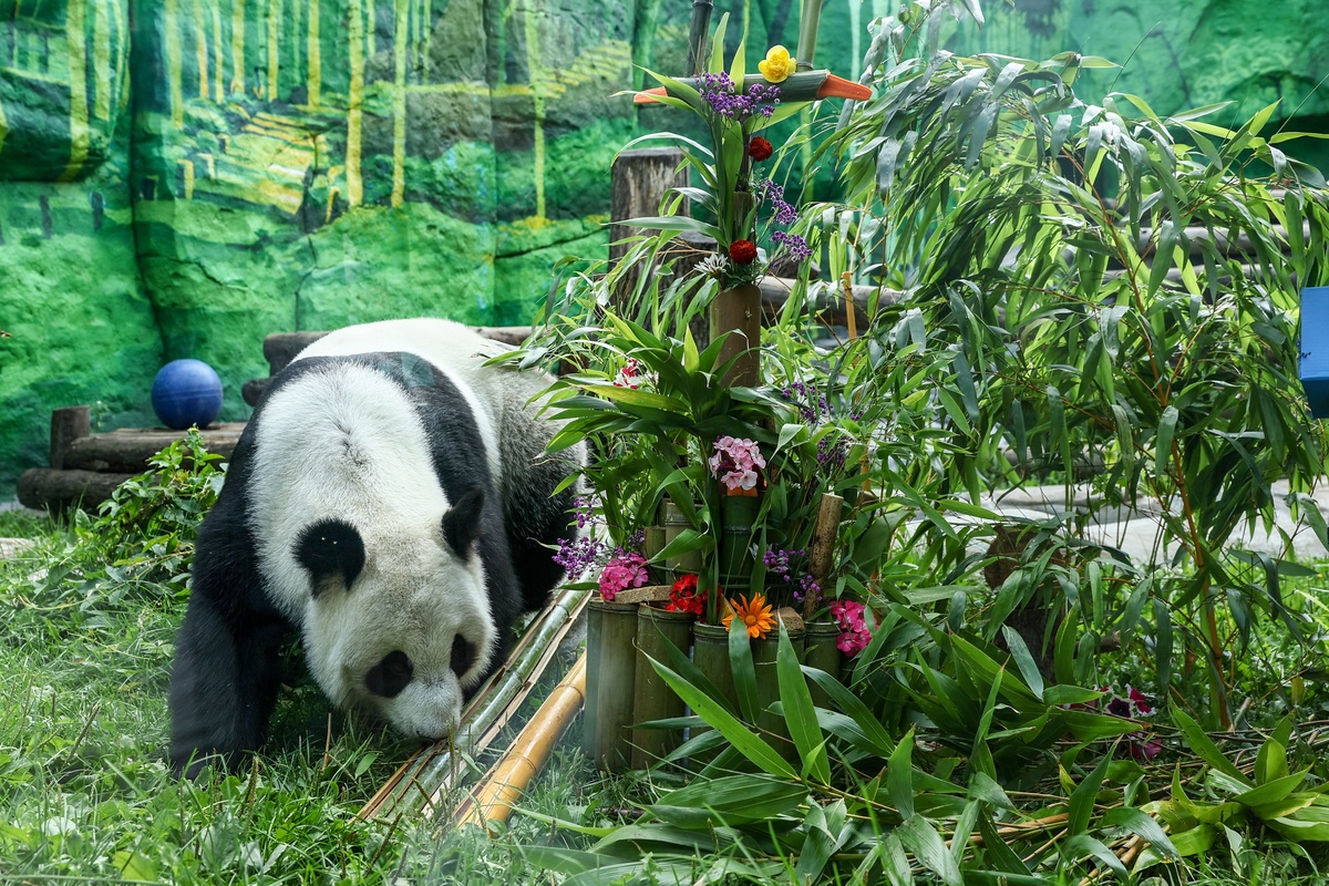 手术后仍心系公益！参与'中国青年大熊猫守护计划'获颁志愿者证书