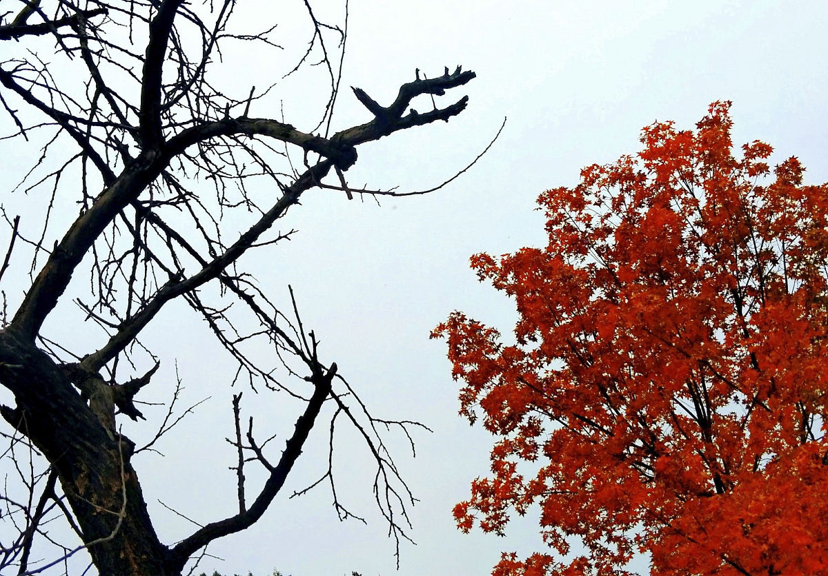 2019年11月2日,北京秋雨落落洒洒,密云水库地域黄栌红叶红似火,满山层