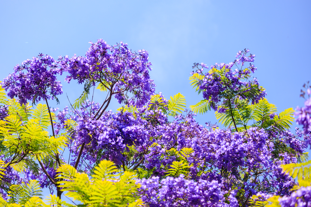 蓝楹花花语：浪漫、纯洁和忠诚，种植指南