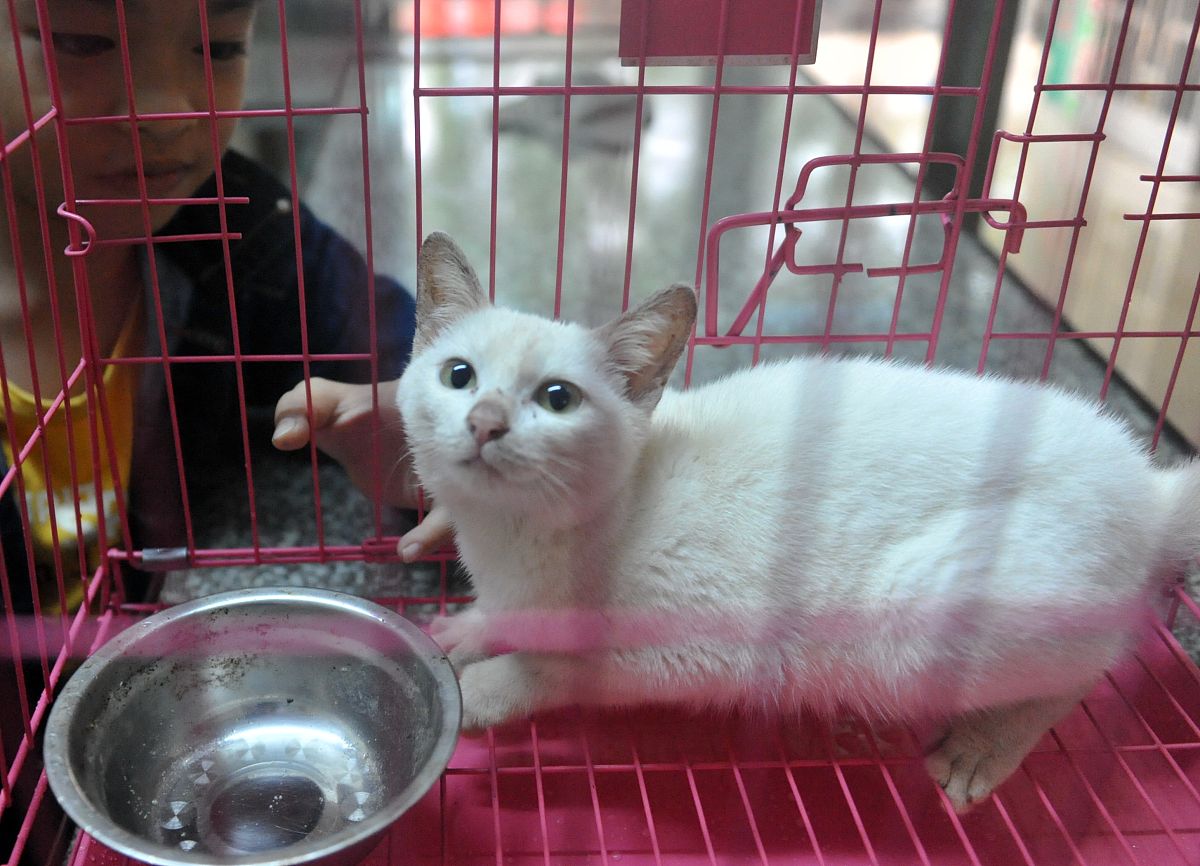 宠物寄养店的作用