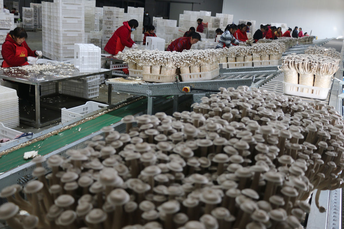 1+1+N 多品种生产模式：实现蘑菇工厂周年化生产，降低成本，提升效益