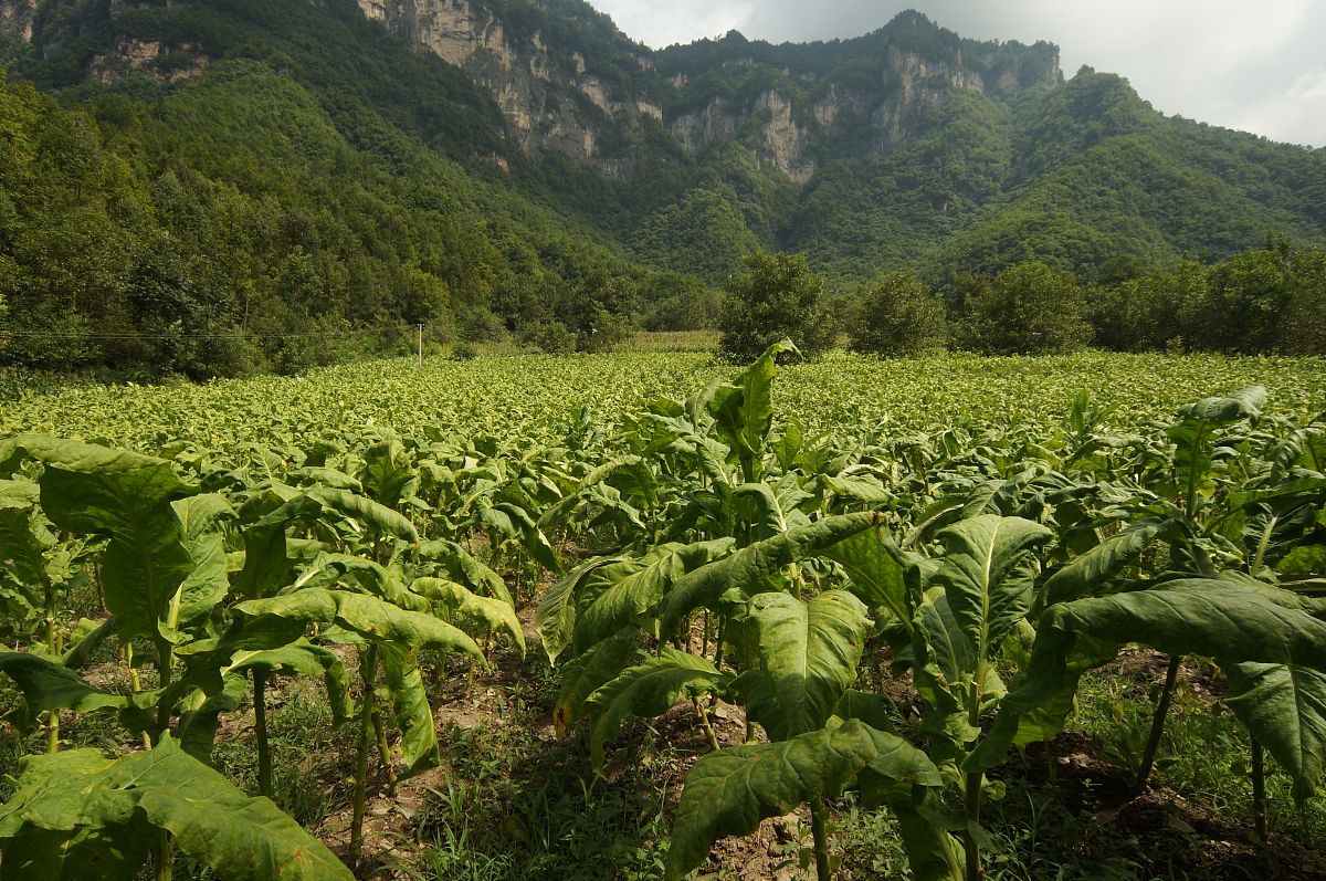 烟草栽培技术专科专业怎么样？