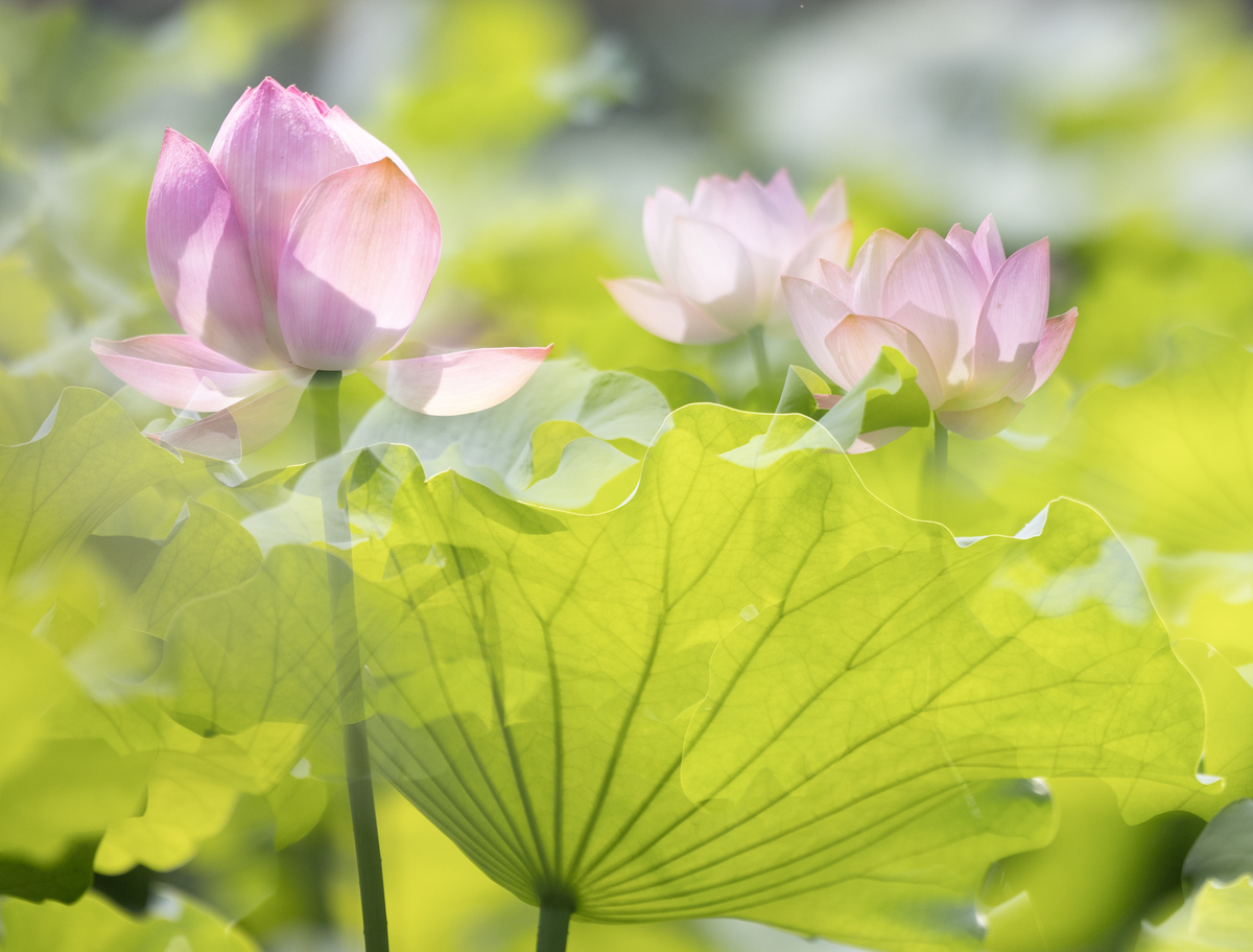 赞美荷花的诗句有哪些？揭秘荷花背后的美丽与意义
