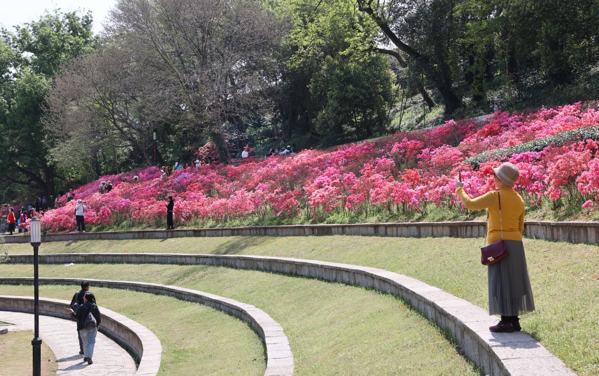 当我踏进南京中山植物园,我仿佛走进了一个绿色的童话世界